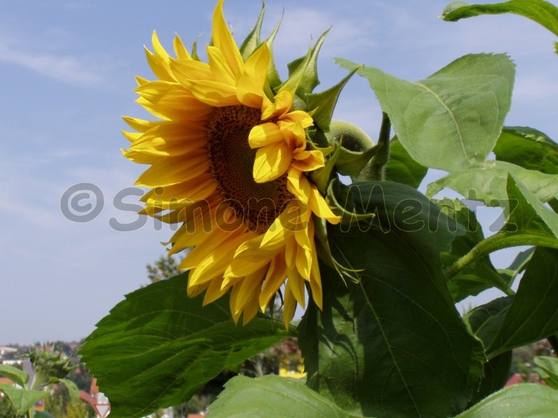 Images/Sonnenblumen_ (28).jpg